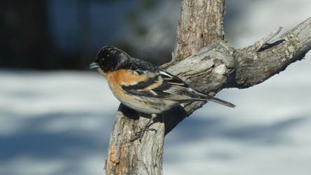 Winter bird walk in Inari